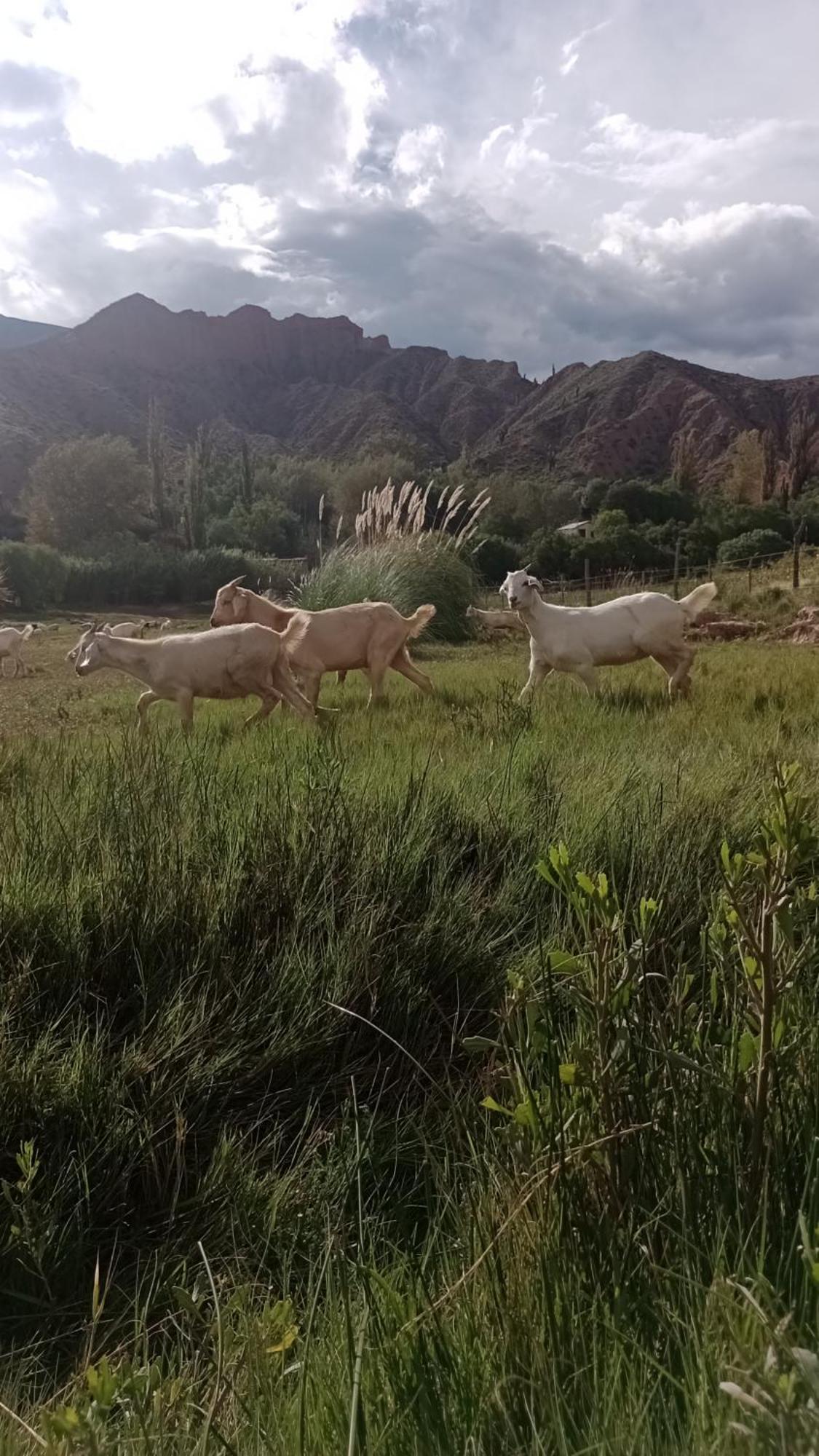 El Alfarero De
